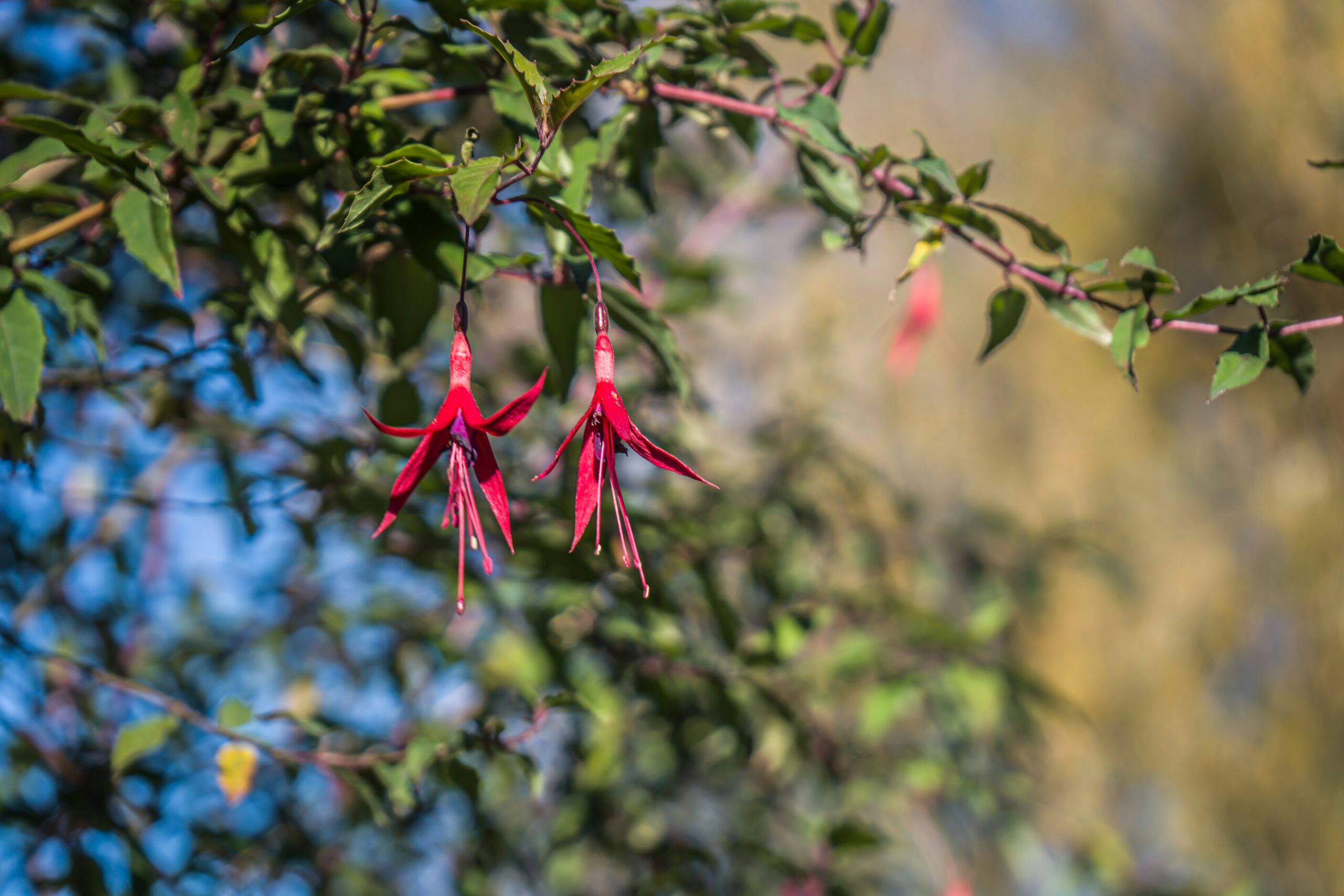 Explorer les jardins communautaires de votre quartier