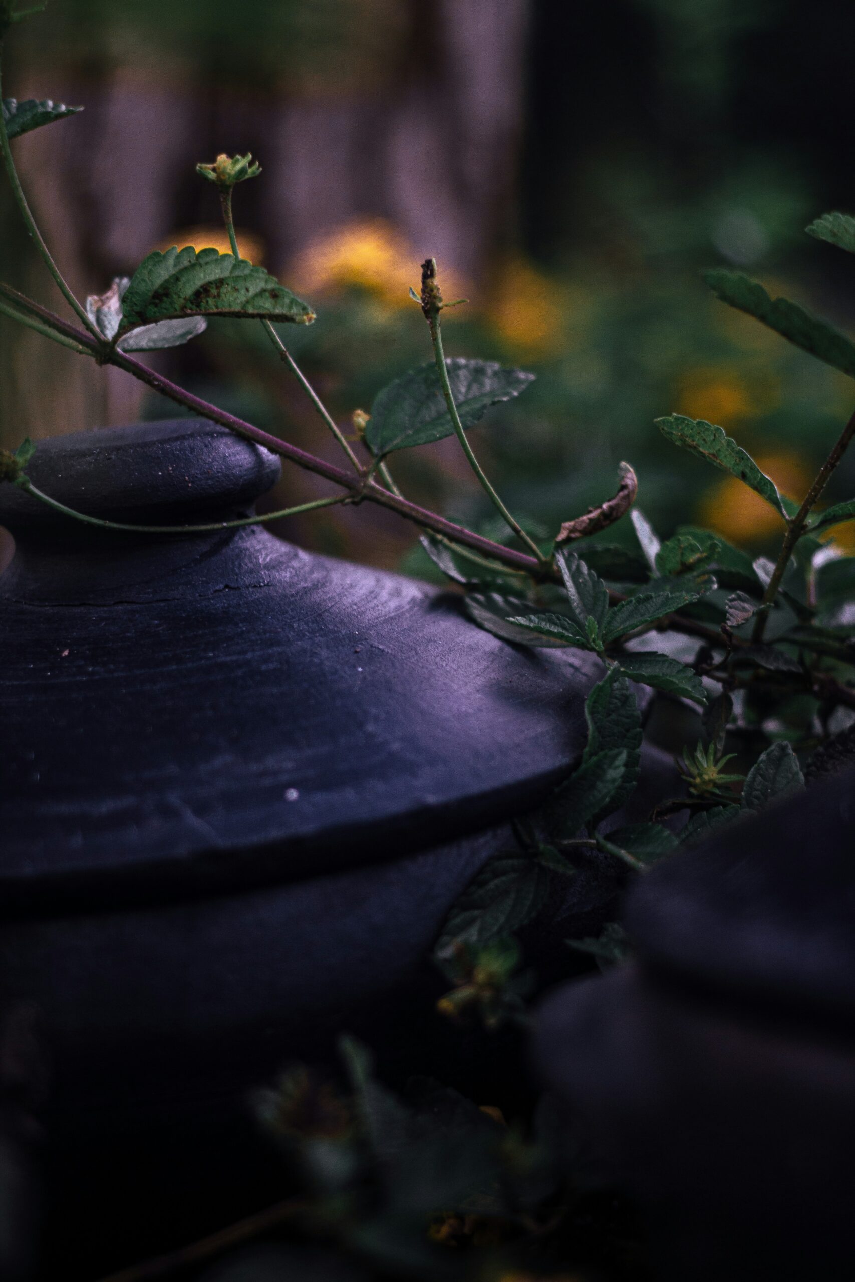 L’art du jardinage en pots pour les espaces restreints