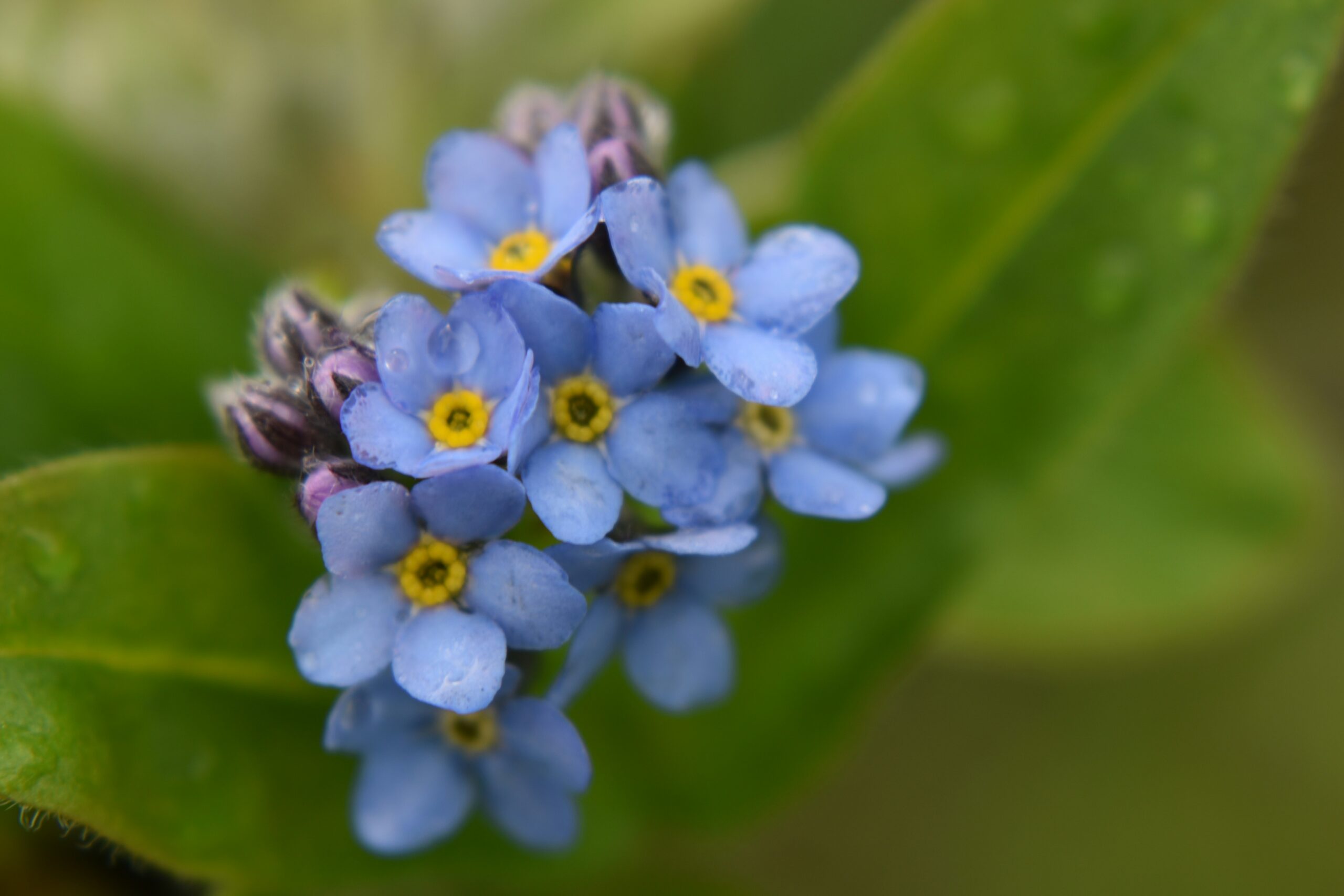 Les bienfaits des plantes sur la qualité de l’air en ville