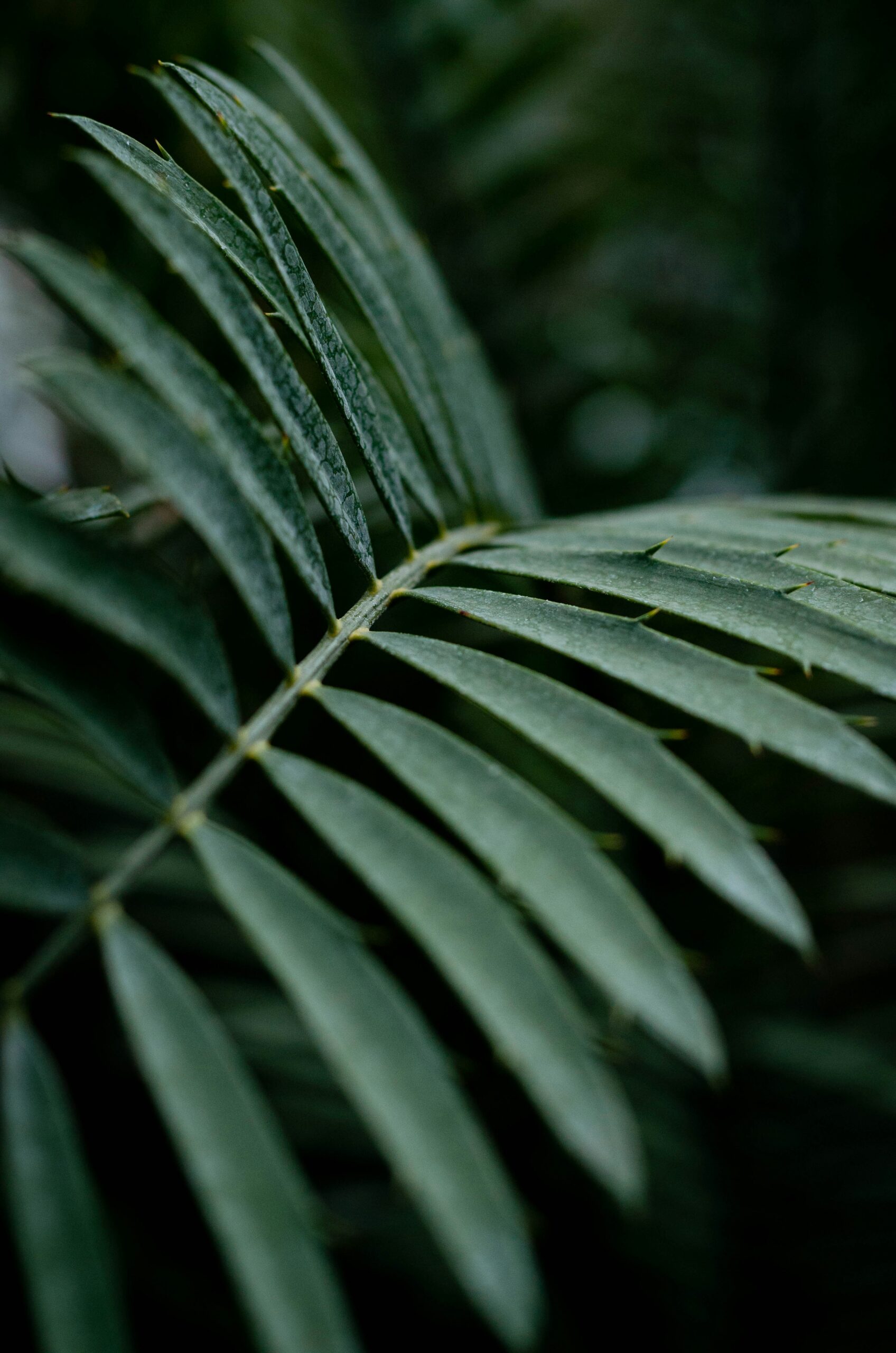 Plantes grimpantes pour égayer vos murs urbains