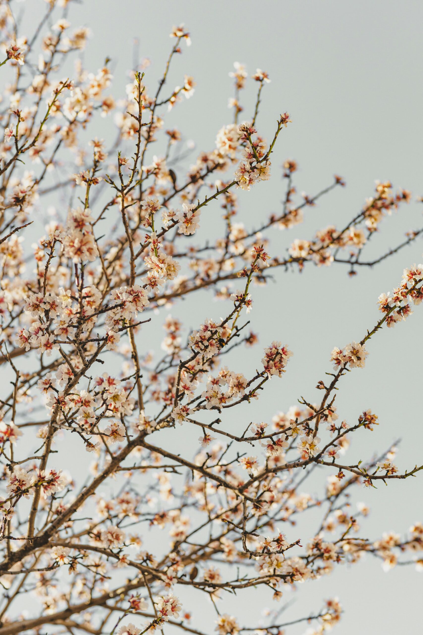 Les jardins d’ombre : quelles plantes choisir