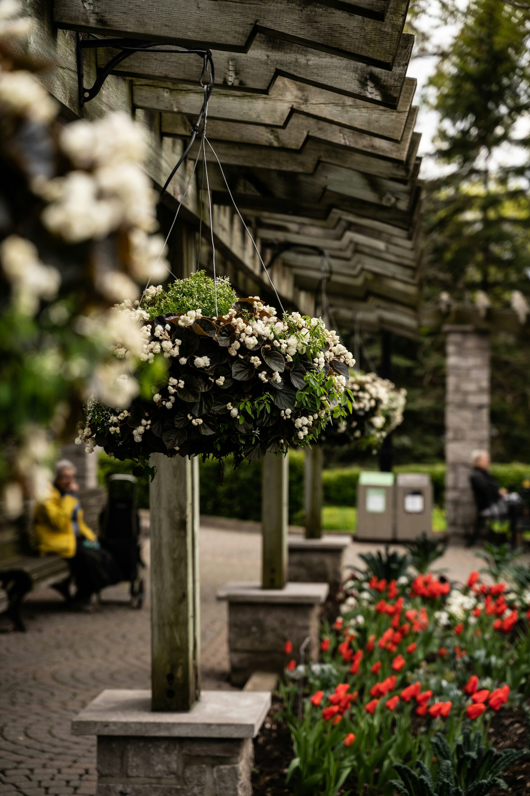 Les plantes aromatiques idéales pour les citadins