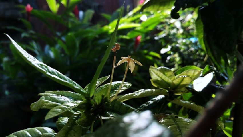 dispositif ma Biodiv - Saint-Médard-en-Jalles lance le dispositif ma Biod