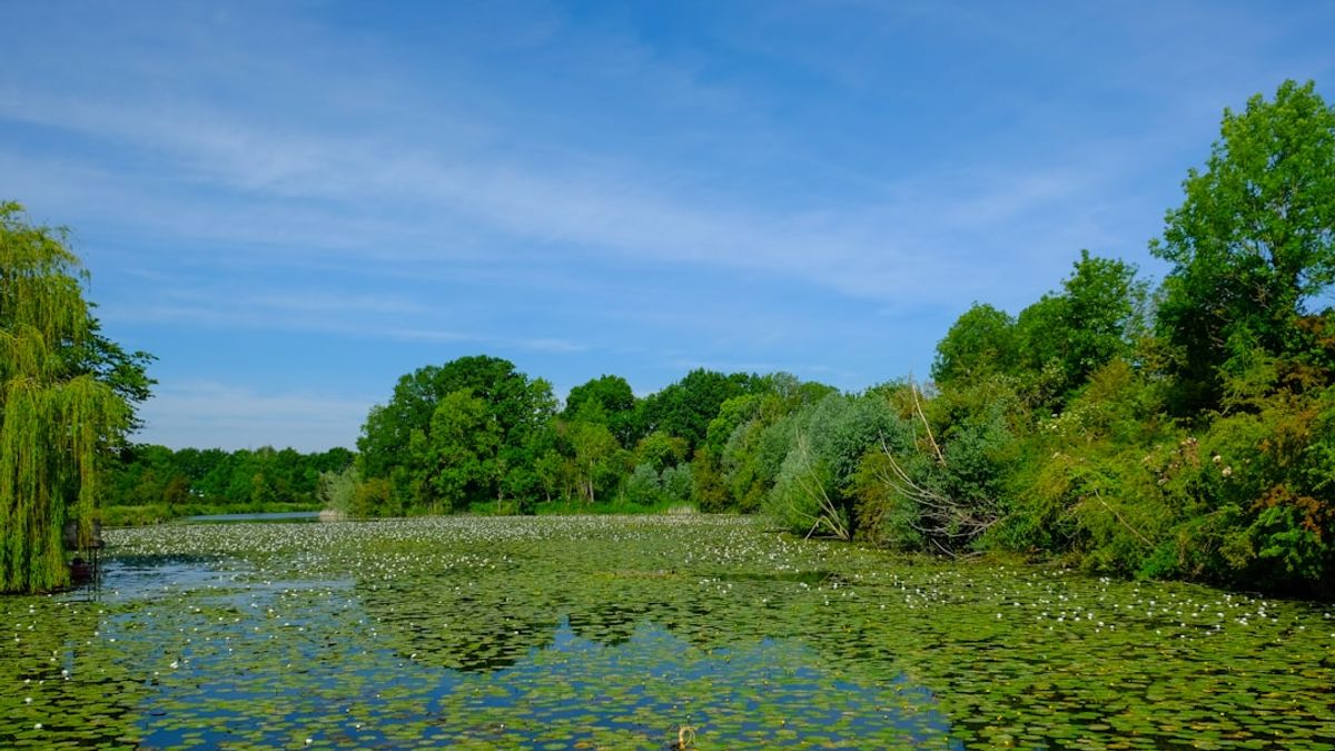 restauration écologique des zones humides – zéro artificialisation nette