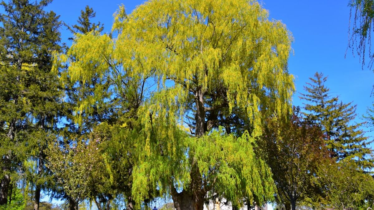 Des citoyens plantent des arbres en ville pour lutter contre le changement climatique – plantations citoyennes urbaines