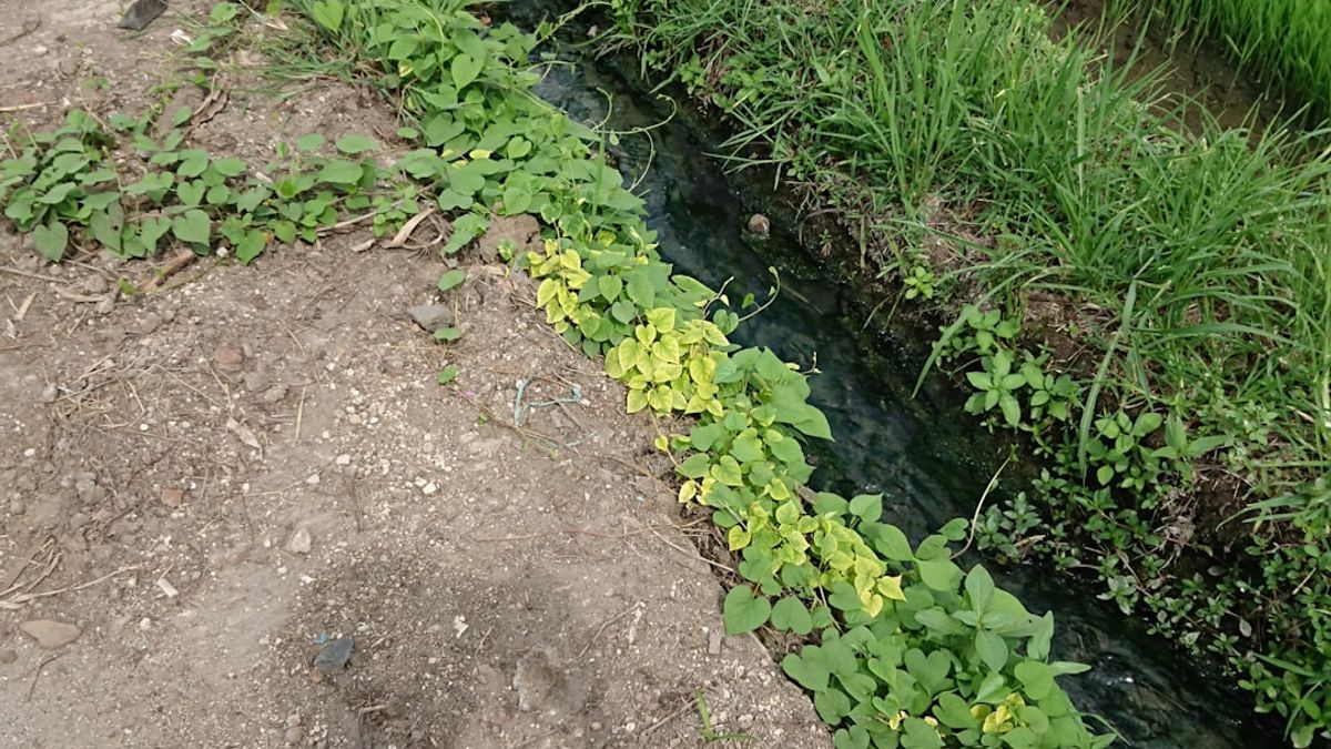 Noues végétalisées pour l’infiltration de l’eau de pluie dans les jardins urbains