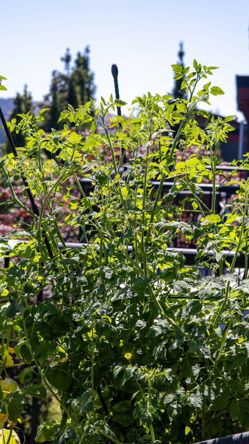 Container vegetables growing on a sunny balcony with tomato plants in pots