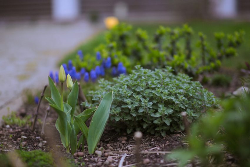 A row of asparagus spears emerging from rich dark soil in a spring garden bed, with the violet-tipped spears at various heights and a wooden tool handle resting at the edge of the bed.