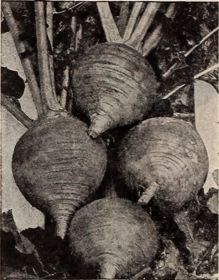 A mature rhubarb plant in a garden bed showing thick red stalks emerging from the central crown beneath large green leaves with deep veining, surrounded by a thick layer of straw mulch.