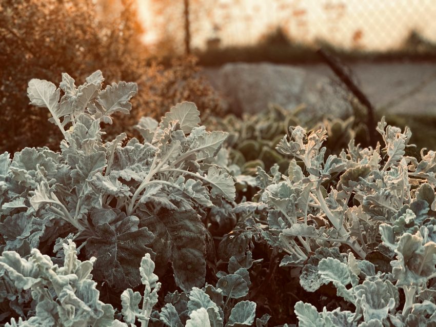 A row of raised vegetable beds in early autumn morning light with a thin layer of frost on the wooden edges, kale and chard plants visible in the foreground and bare soil prepared for autumn sowing in the background bed.