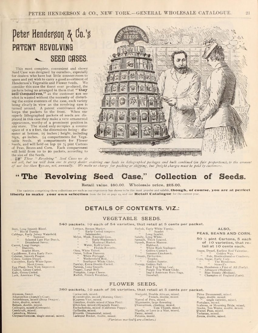 A vegetable garden in late summer with tall corn stalks, climbing beans winding up the corn, and sprawling squash vines covering the ground around the base, photographed in soft afternoon light.
