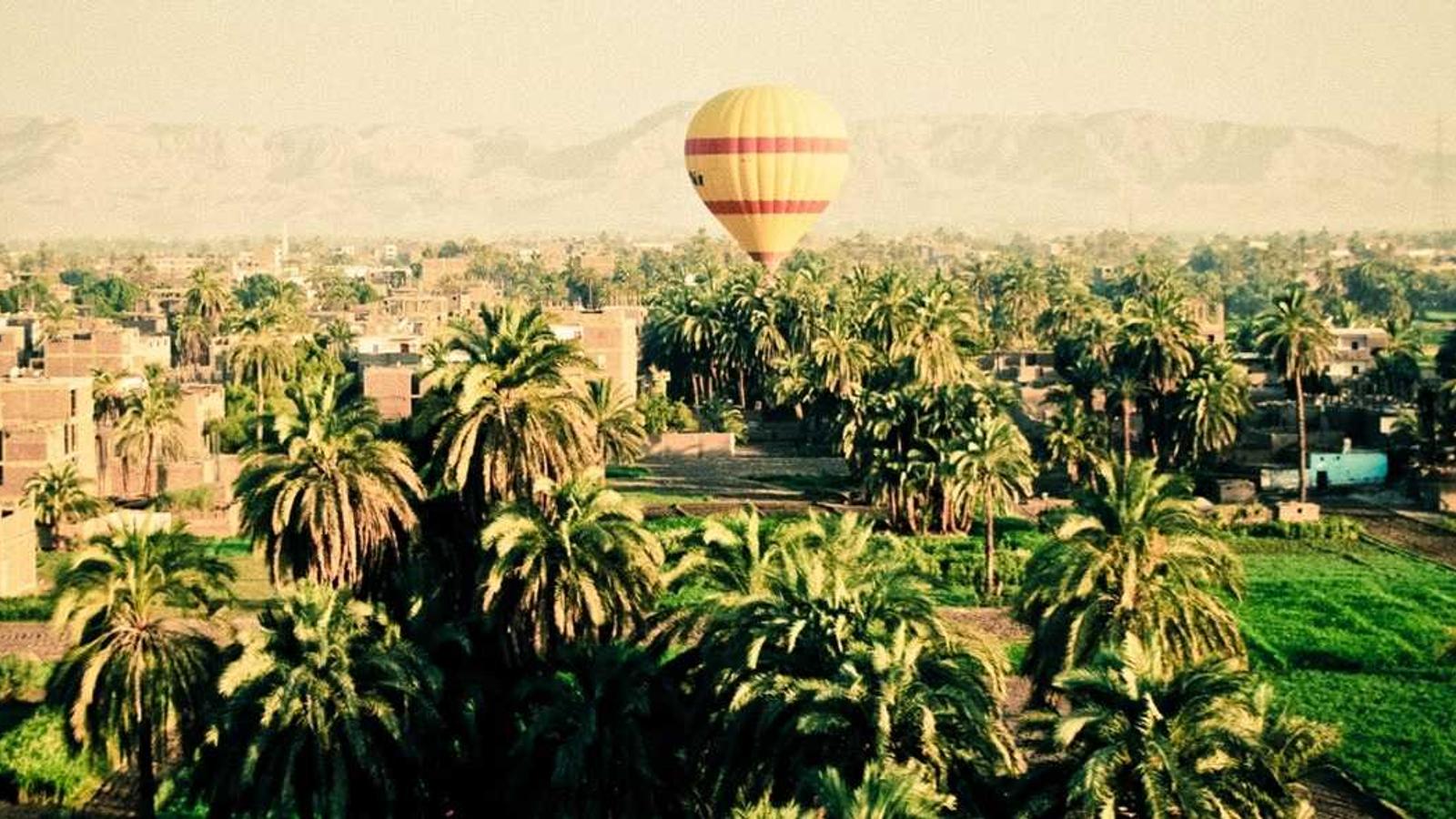 A raised wooden vegetable bed in bright sunlight with tomato plants staked vertically and basil plants growing densely at the base of the tomatoes, with mulch covering the soil around the plant bases.