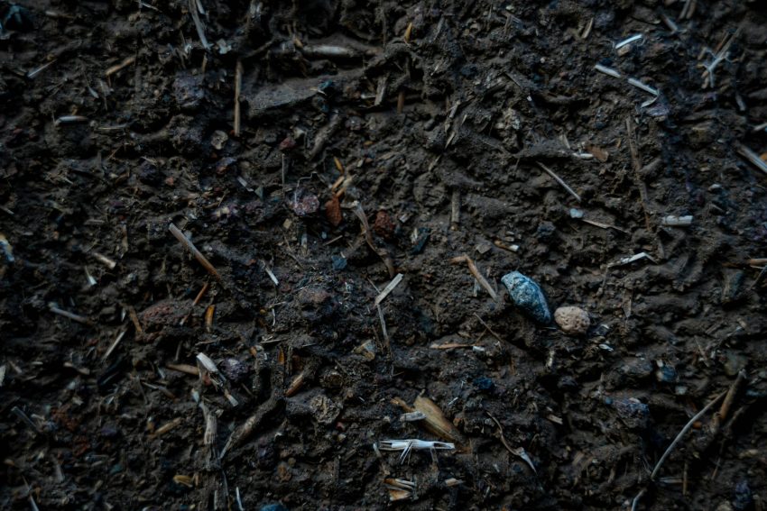 A close-up view of dark crumbly garden soil being held in cupped hands with a small earthworm visible at the surface, partially decomposed leaf material in the mix and morning sunlight catching the texture.