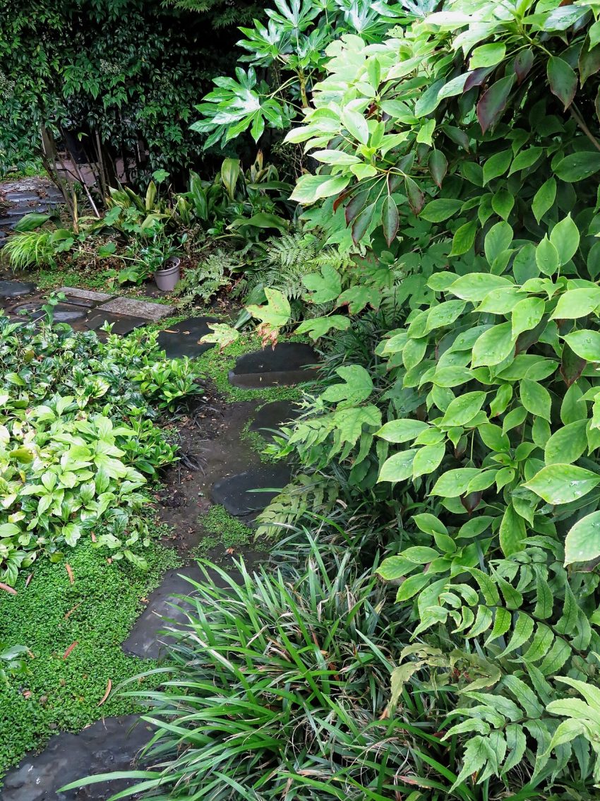 garden path flowers (foto: Acabashi / CC BY-SA 4.0, Wikimedia Commons)
