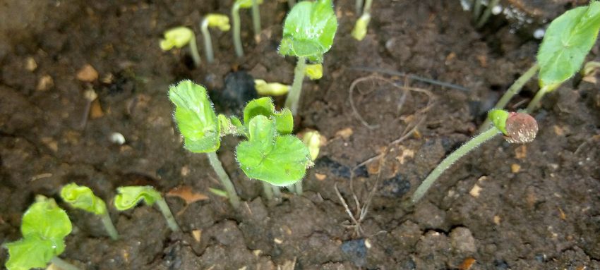 seedlings pots (foto: Mmaua1 / CC BY 4.0, Wikimedia Commons)