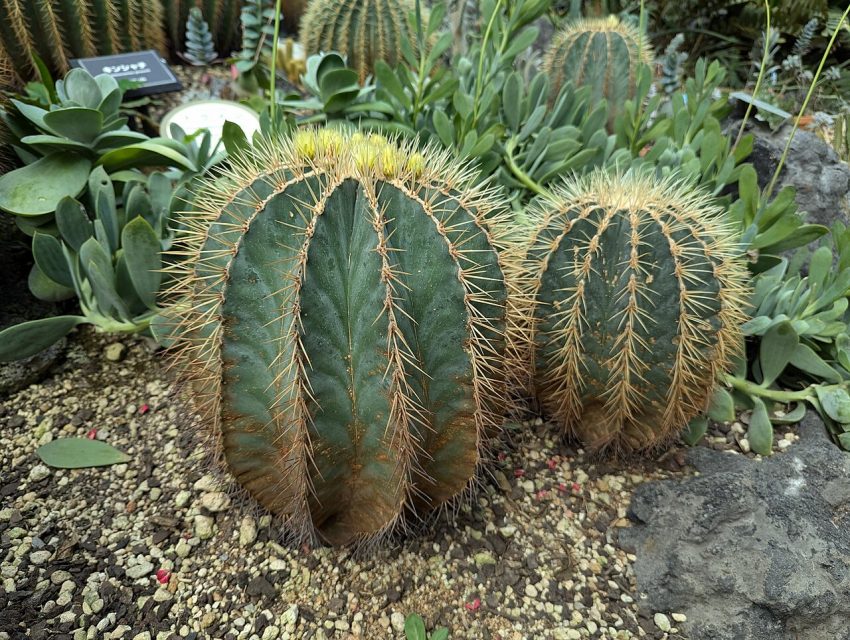 greenhouse plants (foto: Syced / CC0, Wikimedia Commons)