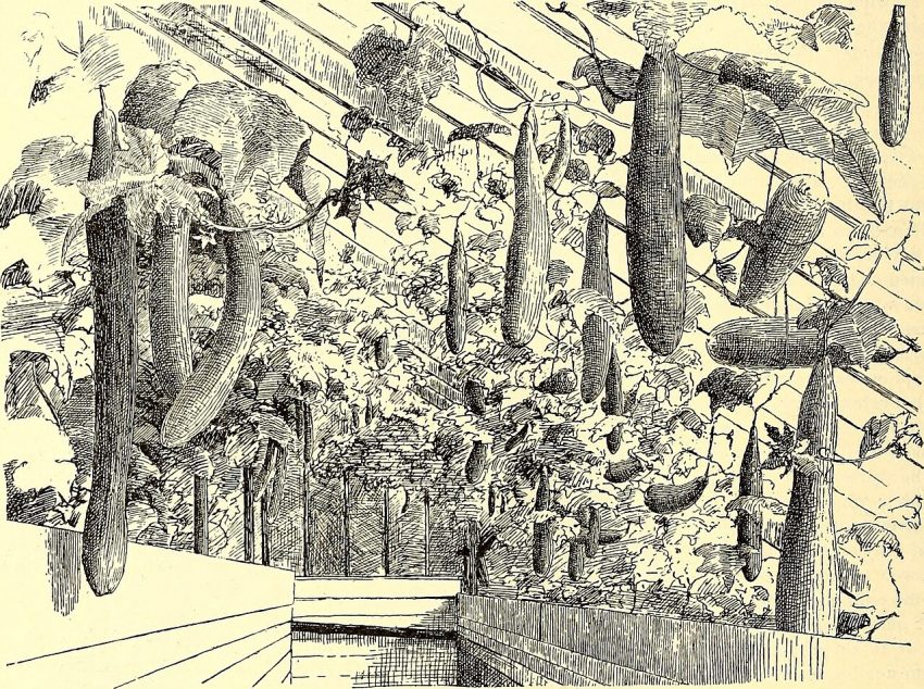 garden soil hands (foto: Internet Archive Book Images / No restrictions, Wikimedia Commons)