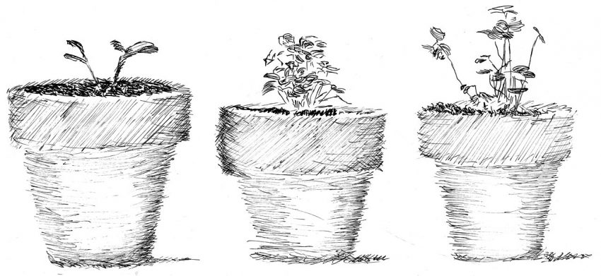 seedlings pots (foto: Rsperberg / CC BY-SA 3.0, Wikimedia Commons)
