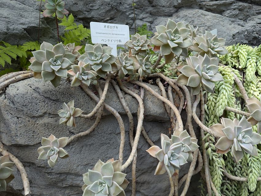 greenhouse plants (foto: Syced / CC0, Wikimedia Commons)