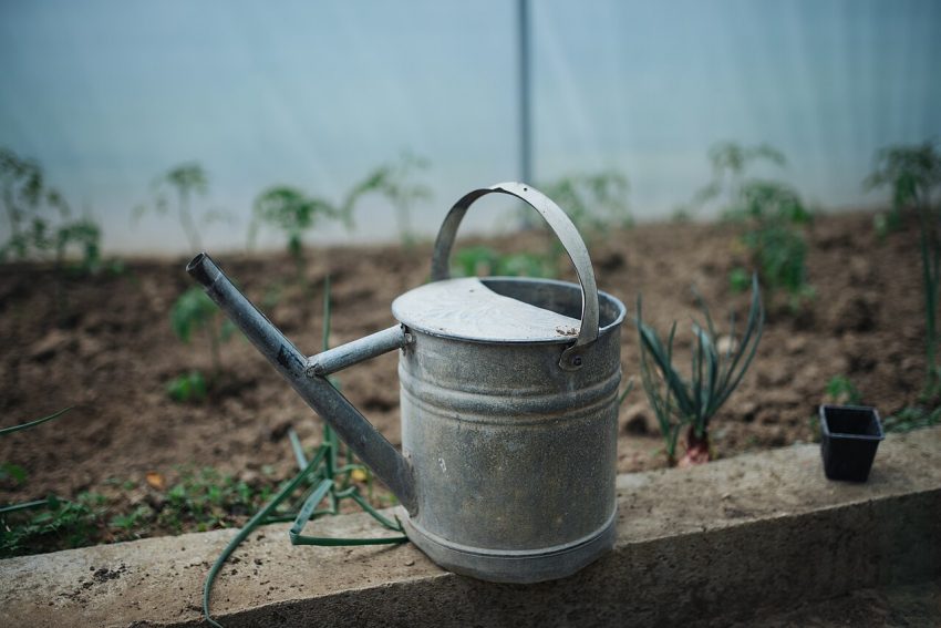 watering can garden (foto: Shixart1985 / CC BY 2.0, Wikimedia Commons)