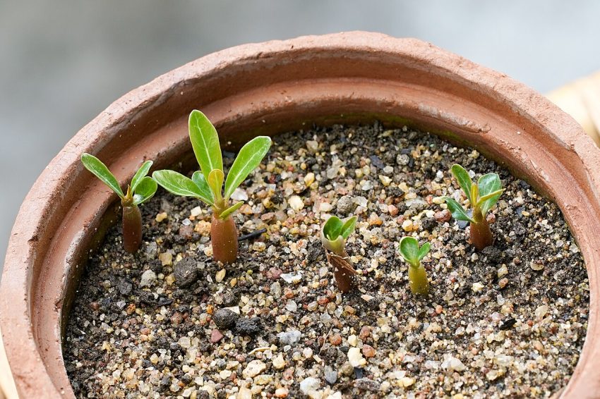 seedlings pots (foto: This Photo was taken by Timothy A. Gonsalves.  Feel free to use my photos, but please mention me as the author.  I would / CC BY-SA 4.0, Wikimedia Commons)