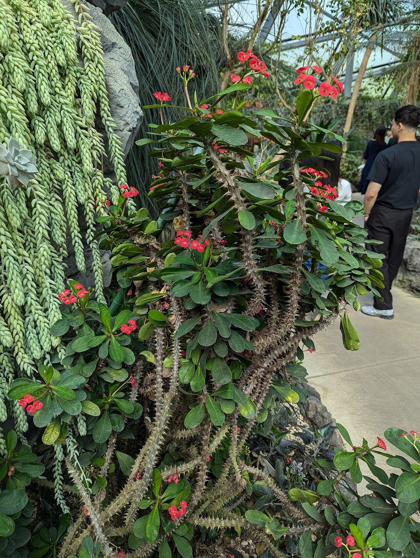 greenhouse plants (foto: Syced / CC0, Wikimedia Commons)