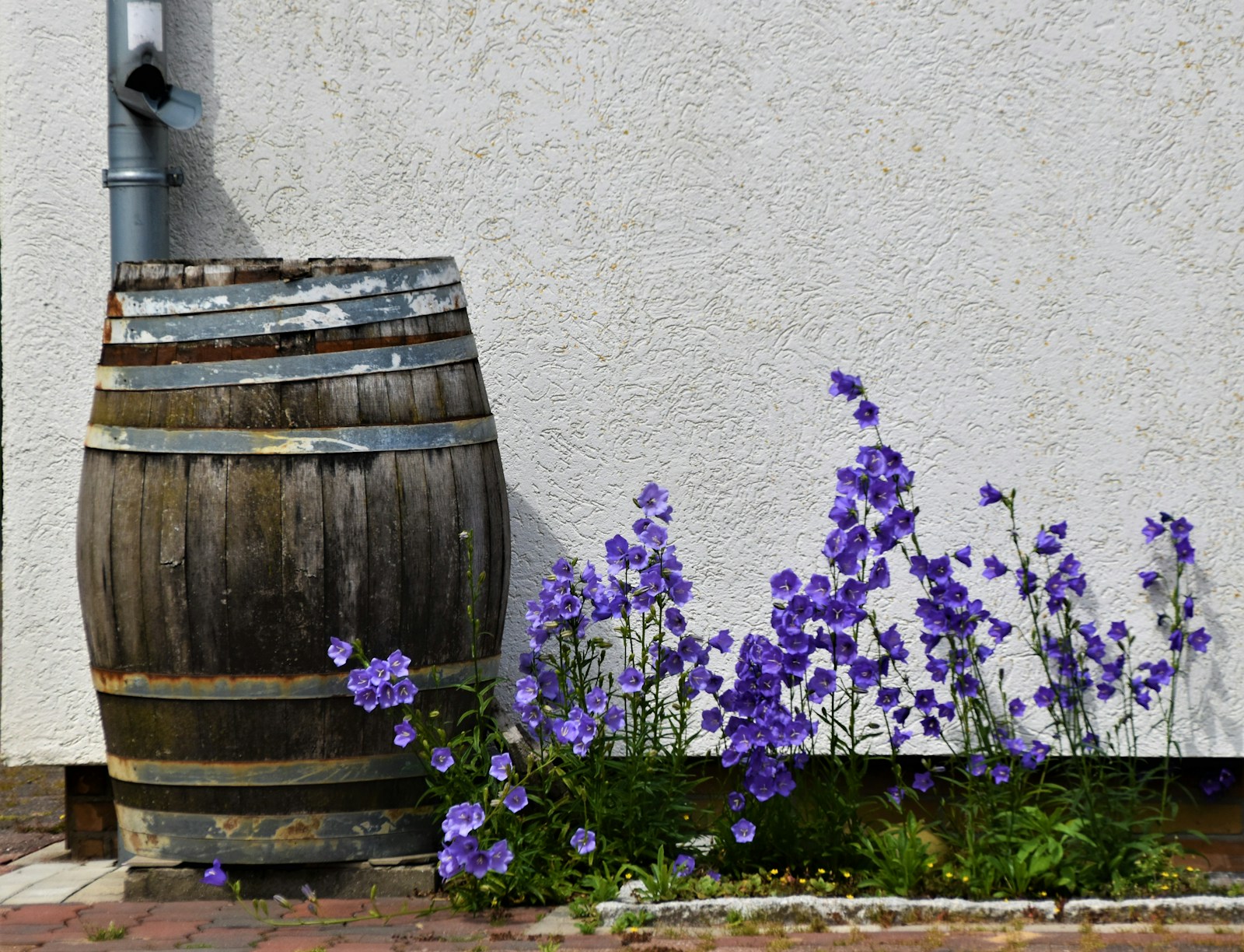 Urban courtyard with rainwater barrels positioned under downspouts, surrounded by planters