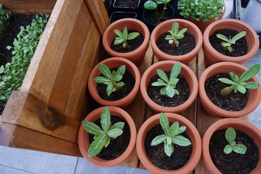 seedlings pots (foto: Zenyrgarden / CC BY-SA 4.0, Wikimedia Commons)