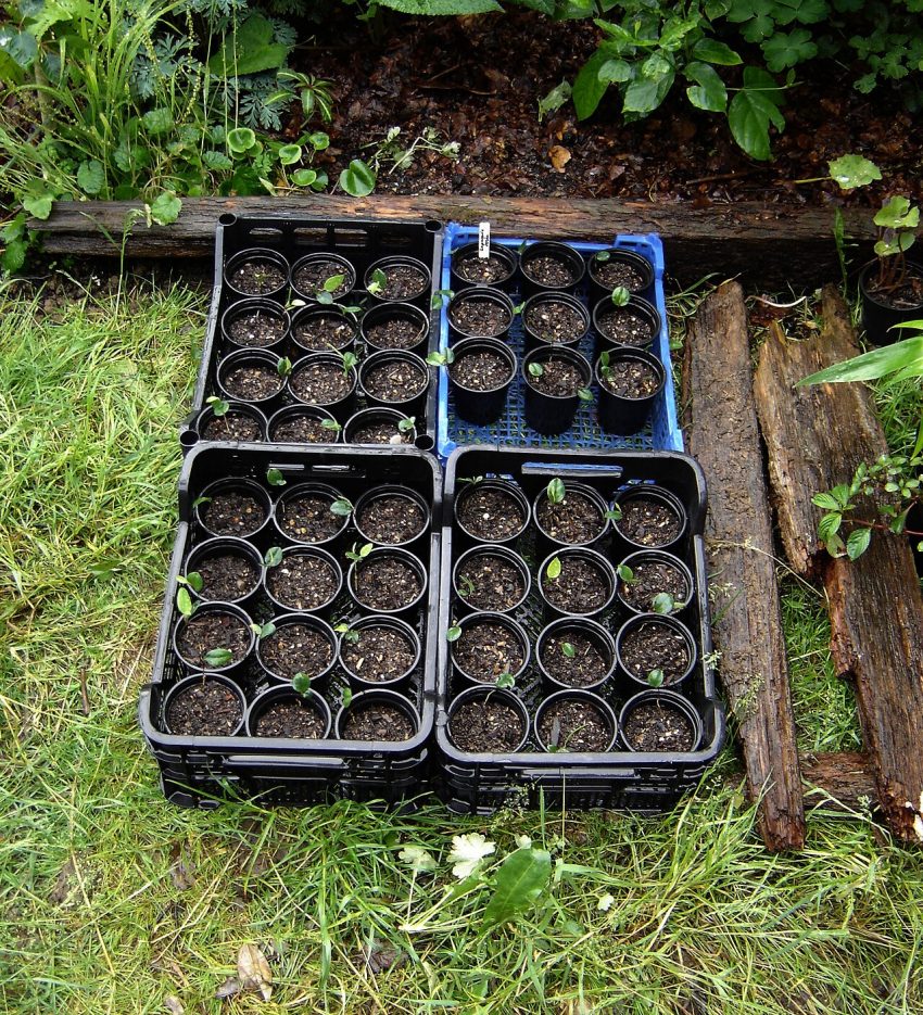 seedlings pots (foto: peganum from Small Dole, England / CC BY-SA 2.0, Wikimedia Commons)