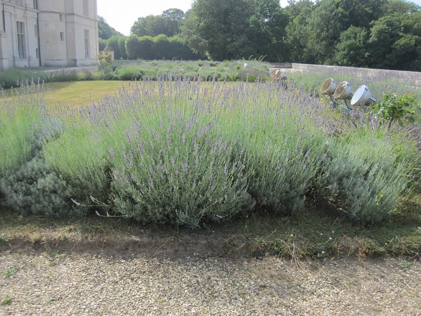 flower garden (foto: DiscoA340 / CC BY-SA 4.0, Wikimedia Commons)