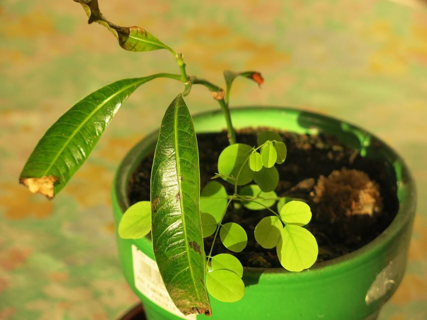 seedlings pots (foto: Tangopaso / Public domain, Wikimedia Commons)