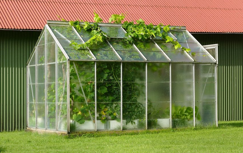 greenhouse plants (foto: W.carter / CC0, Wikimedia Commons)