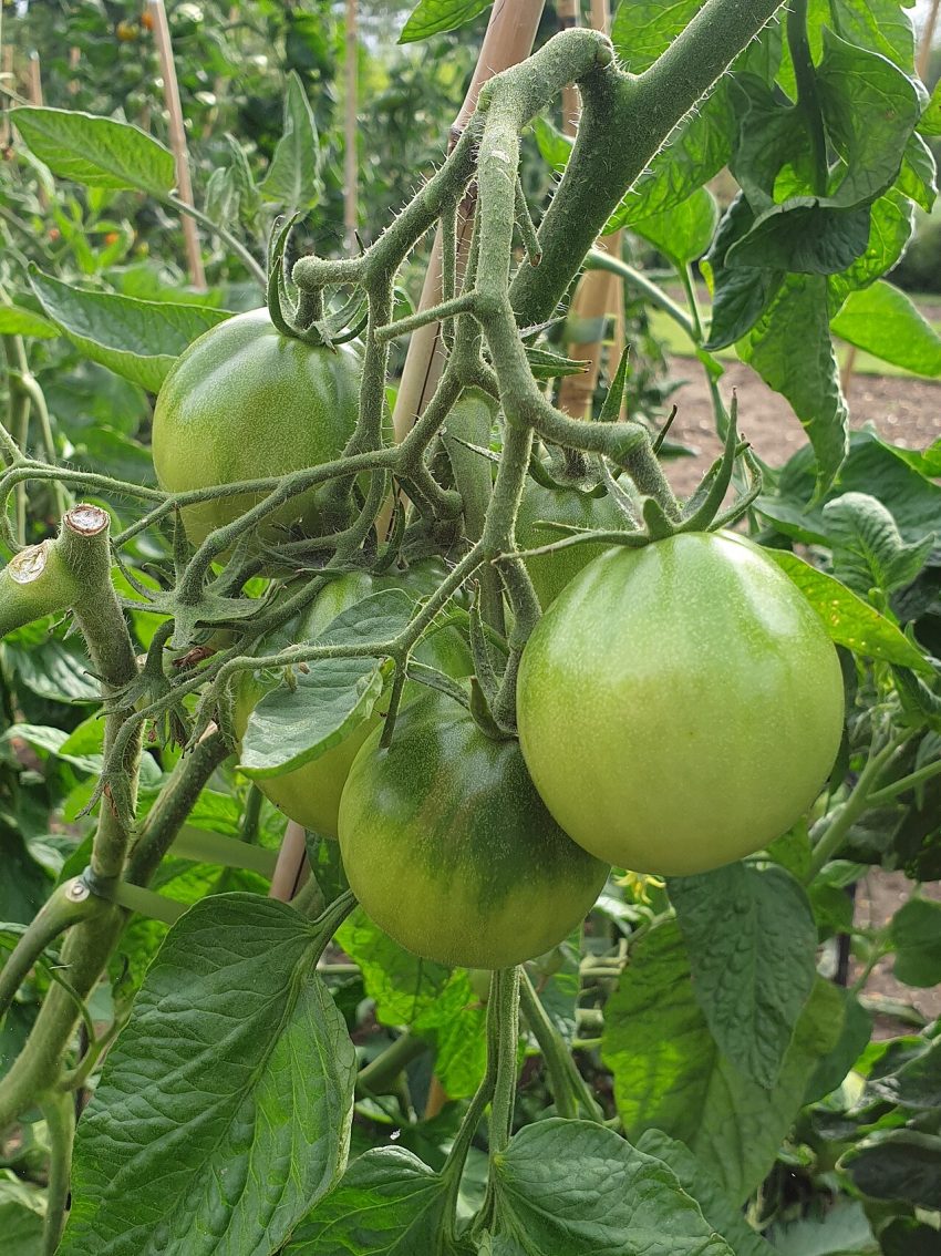 tomato plants garden (foto: Emőke Dénes / CC BY-SA 4.0, Wikimedia Commons)