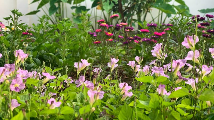 flower garden (foto: P.T.Đ / CC BY-SA 4.0, Wikimedia Commons)