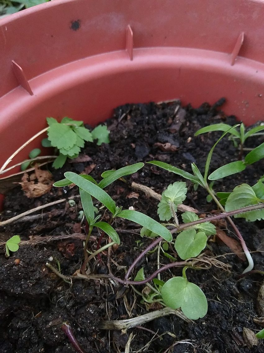 seedlings pots (foto: Eiku en exil / CC BY-SA 4.0, Wikimedia Commons)