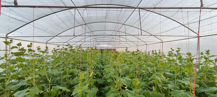 greenhouse plants (foto: Amnsalem / CC BY-SA 4.0, Wikimedia Commons)