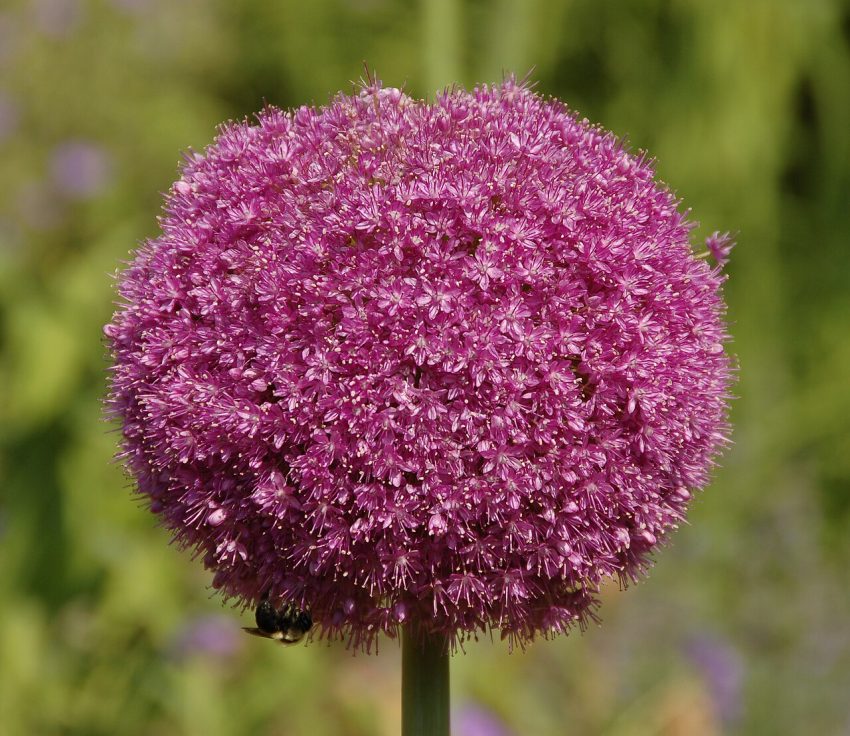 flower garden (foto: Photo by and (c)2008 Derek Ramsey (Ram-Man).  Co-attribution must be given to the Chanticleer Garden. / CC BY-SA 3.0, Wikimedia Commons)