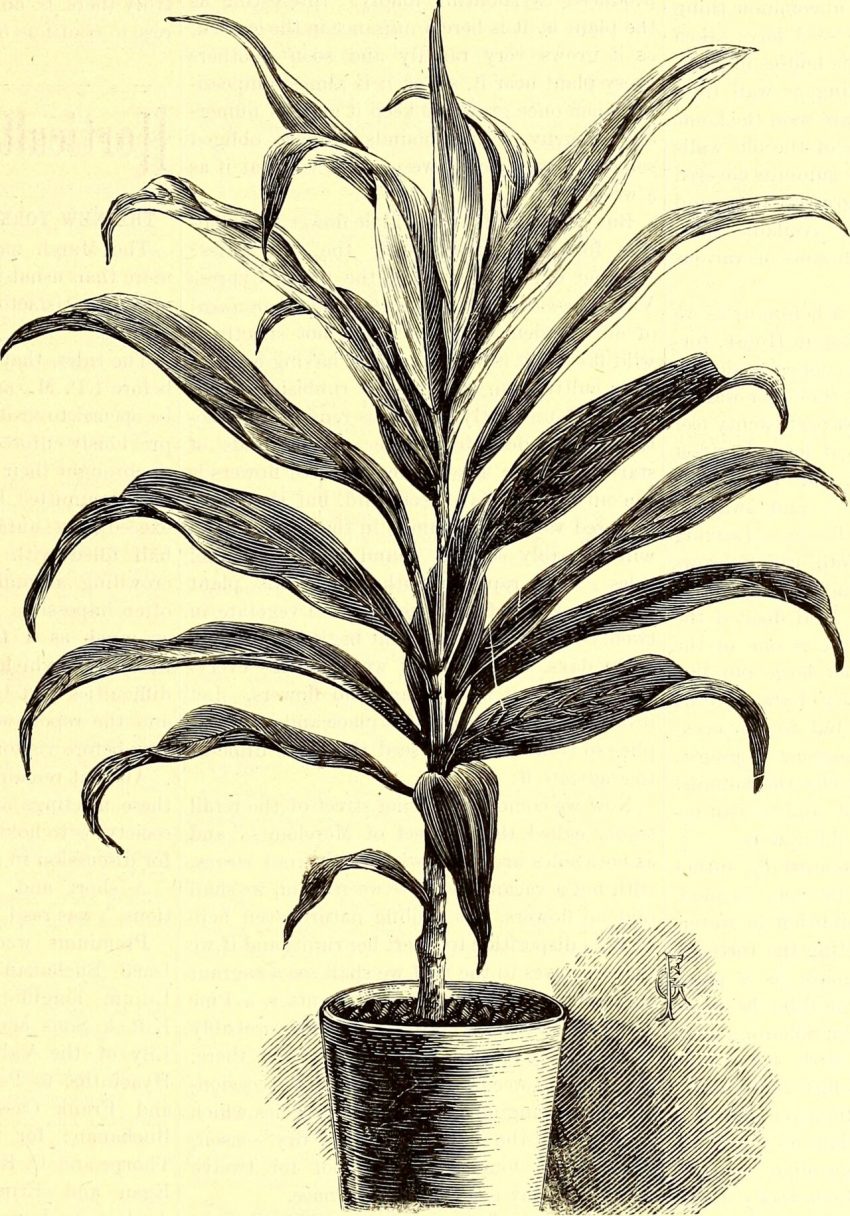 garden soil hands (foto: Internet Archive Book Images / No restrictions, Wikimedia Commons)