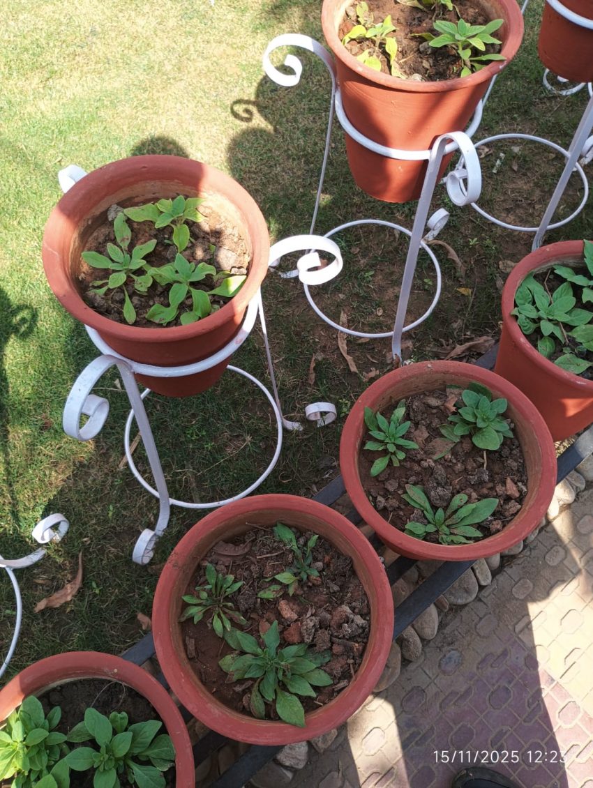 seedlings pots (foto: HermioneG2011 / CC BY-SA 4.0, Wikimedia Commons)