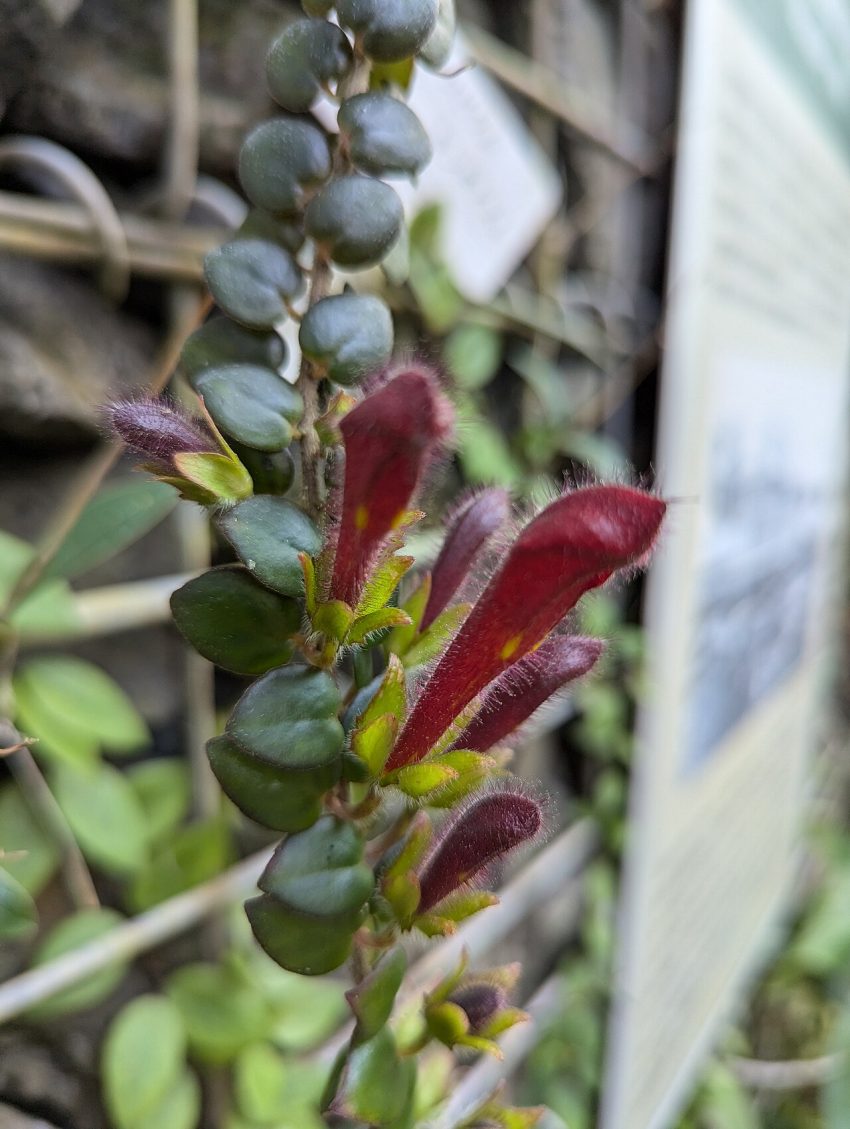 greenhouse plants (foto: Syced / CC0, Wikimedia Commons)