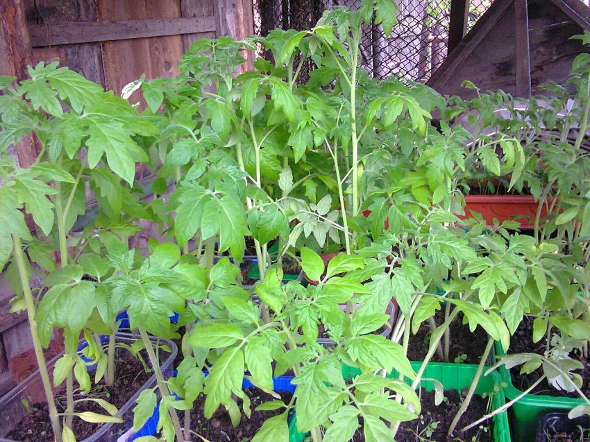 tomato plants garden (foto: DenesFeri / CC BY-SA 4.0, Wikimedia Commons)