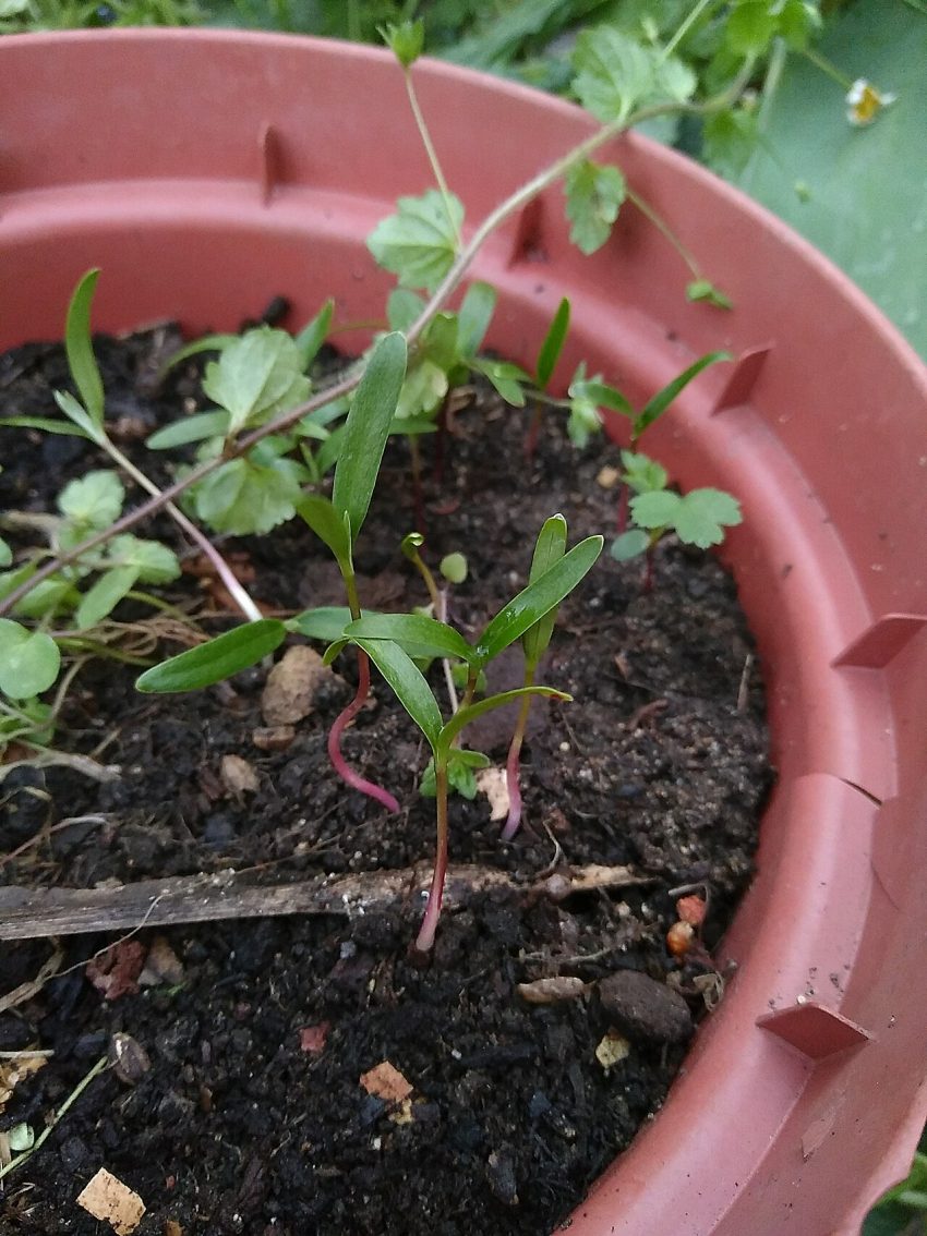 seedlings pots (foto: Eiku en exil / CC BY-SA 4.0, Wikimedia Commons)