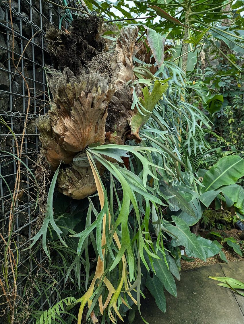 greenhouse plants (foto: Syced / CC0, Wikimedia Commons)