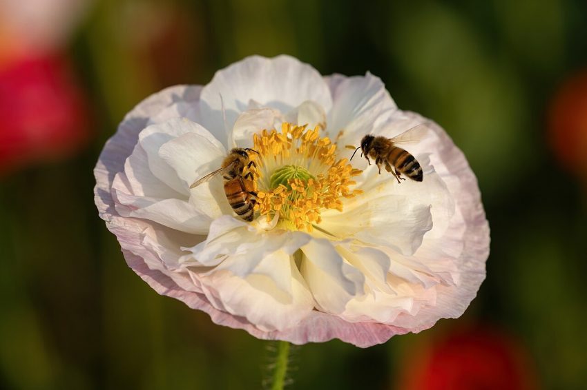 flower garden (foto: Basile Morin / CC BY-SA 4.0, Wikimedia Commons)