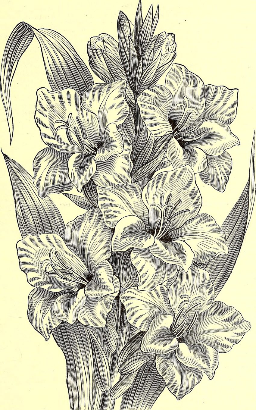 garden soil hands (foto: Internet Archive Book Images / No restrictions, Wikimedia Commons)
