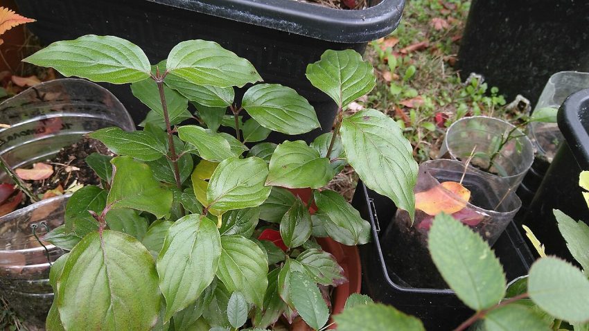 seedlings pots (foto: Eiku en exil / CC BY-SA 4.0, Wikimedia Commons)