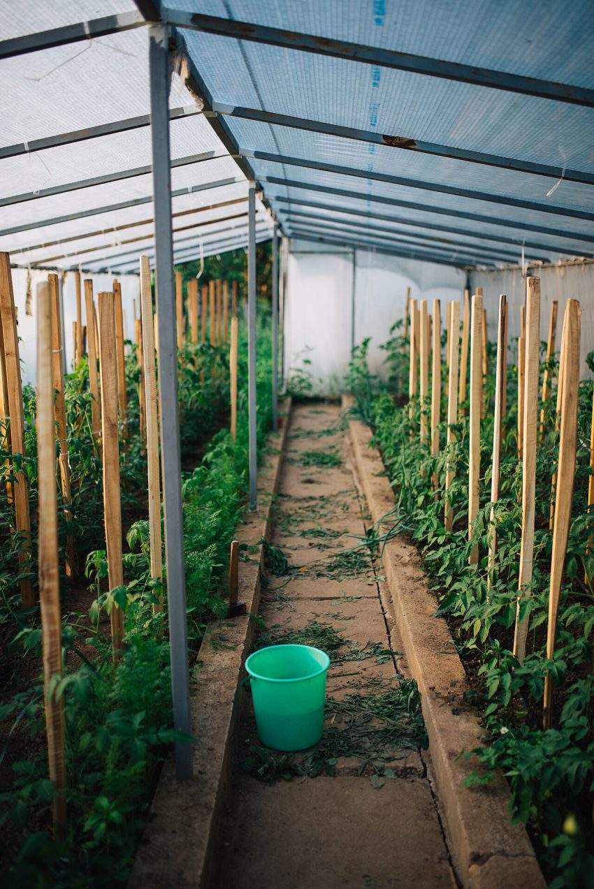 greenhouse plants (foto: Shixart1985 / CC BY 2.0, Wikimedia Commons)