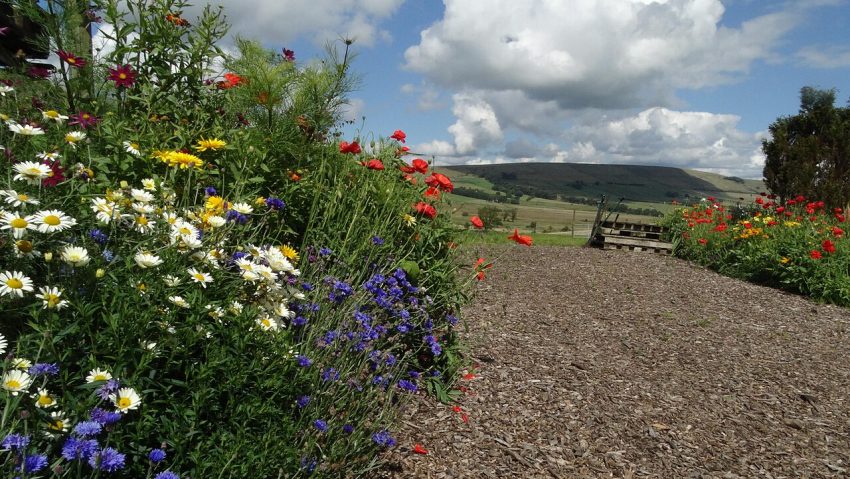 garden path flowers (foto: Colin Park / CC BY-SA 2.0, Wikimedia Commons)