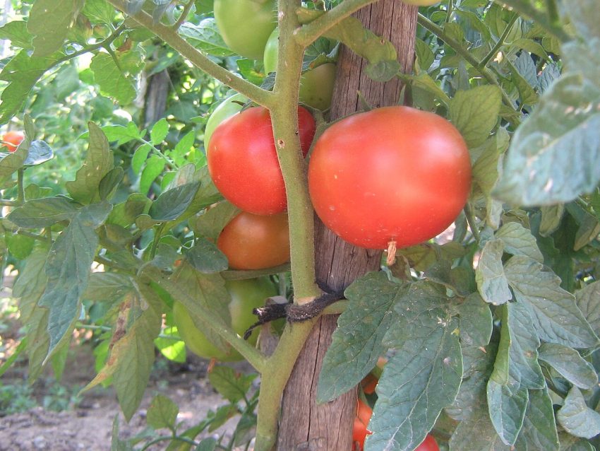 tomato plants garden (foto: Roula30 / CC BY-SA 3.0, Wikimedia Commons)