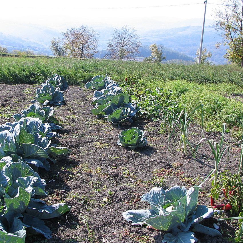 vegetable garden (foto: Gmihail at Serbian Wikipedia / CC BY-SA 3.0 rs, Wikimedia Commons)